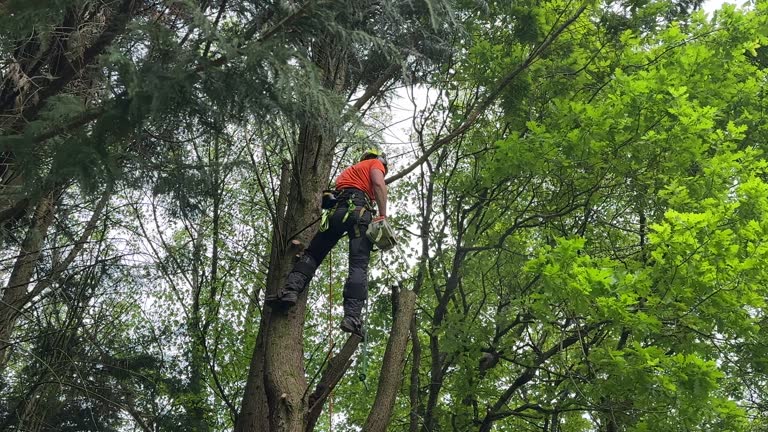  Biltmore Forest, NC Tree Services Pros