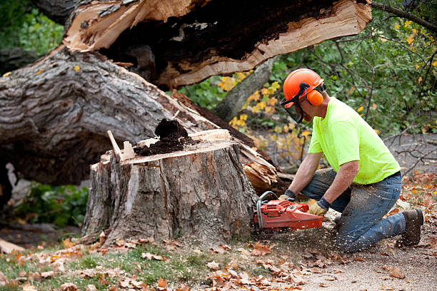 Best Fruit Tree Pruning  in Biltmore Forest, NC