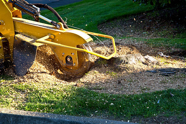 Reliable Biltmore Forest, NC  Tree Services Solutions