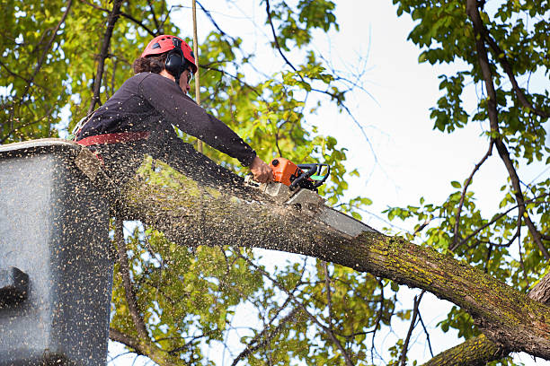 Lawn Maintenance Plans in Biltmore Forest, NC