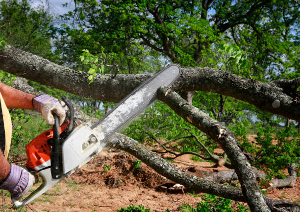 Seasonal Cleanup in Biltmore Forest, NC